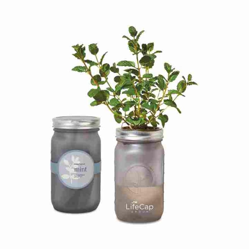 Modern Sprout&reg; Indoor Herb Garden Kit